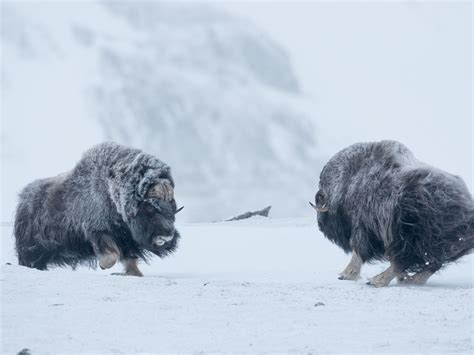 Baby Musk Ox In The Tundra