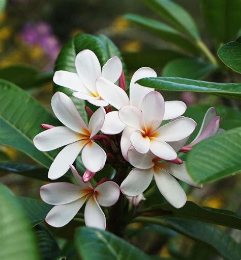 Plumeria Frangipani Tree For Sale South Florida 🌳 Treeworld Wholesale