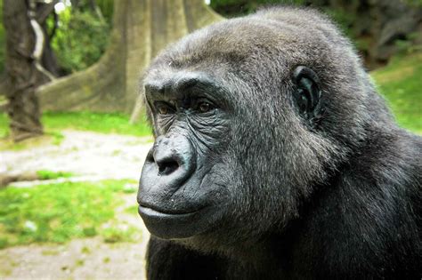 Houston Zoo Debuts New Gorilla Exhibit For Media And Zoo Members