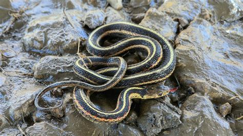 Gardens are usually packed full of plants that cover the ground and provide both shade if you've already spotted snakes in your garden beds, this article will teach you a few tricks to send them packing quickly in search of a friendlier place. The Harmless Garter Snake Is Your Garden's Best Friend ...