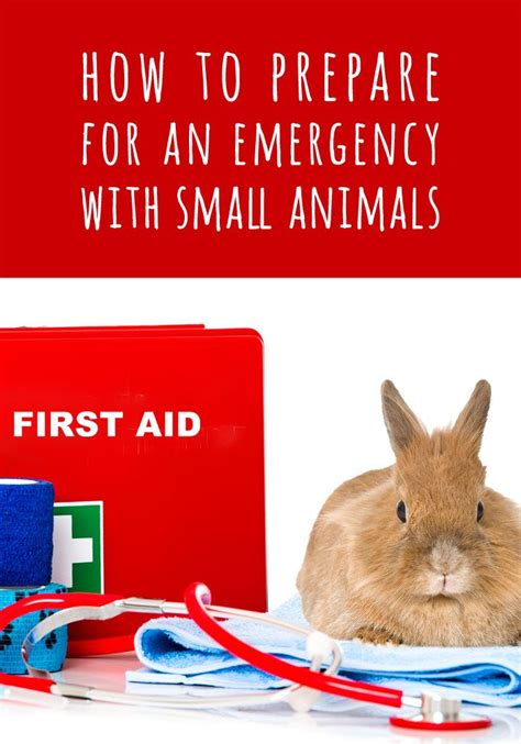 5 foolproof steps for finding the right plan. How Top Prepare For An Emergency With Small Animals ...