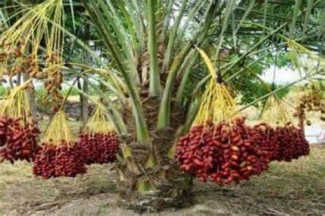 Dulu pernah sekali gempar dengan kurma berbuah di kota bharu. Pelaburan Tanaman Kurma