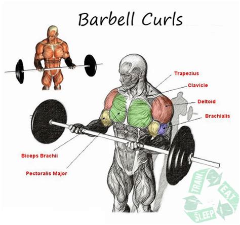 Full Body Workout Blog Barbell Exercises For Arms And Shoulders