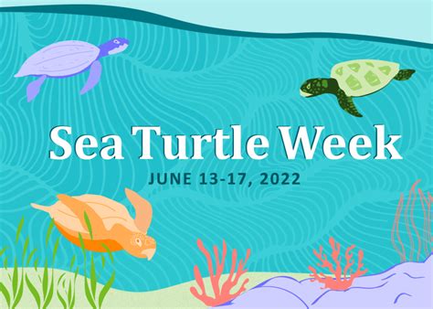 Sea Turtle Week 2022 Noaa Fisheries