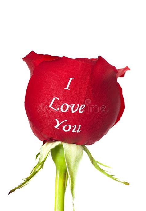 Red Rose With I Love You Printed On It Stock Image Image