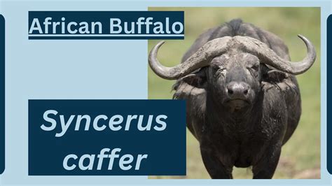 African Buffalo Animal Facts Syncerus Caffer