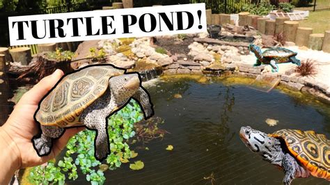 Massive Diy Turtle Pond Build For Under 2k Youtube