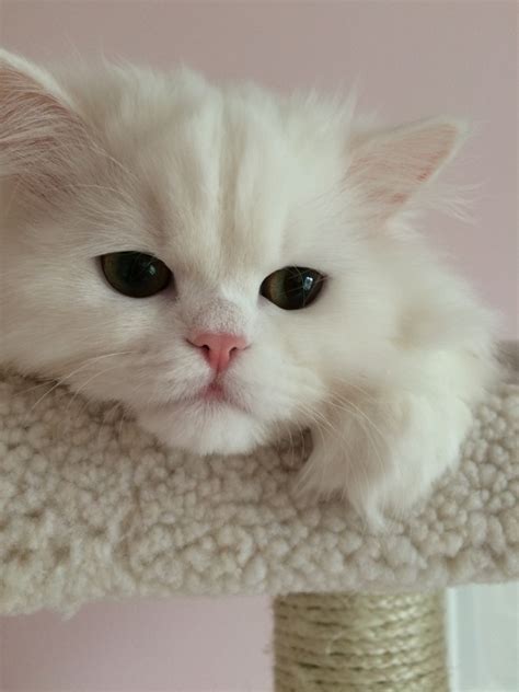 Know the size, personality, grooming and more about this cute breed. Doll Face Persian Kittens Reviews - Kovacic FamilyUltra ...