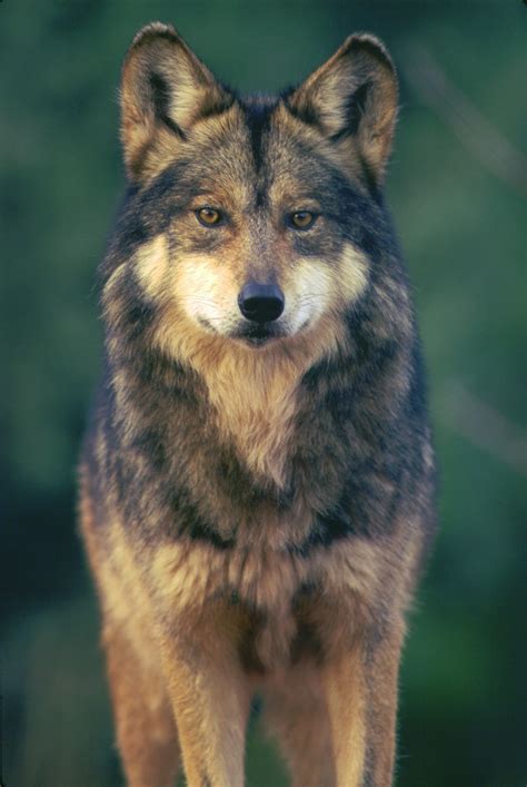 Us Fish And Wildlife Service Sued Over Mexican Gray Wolf Recovery