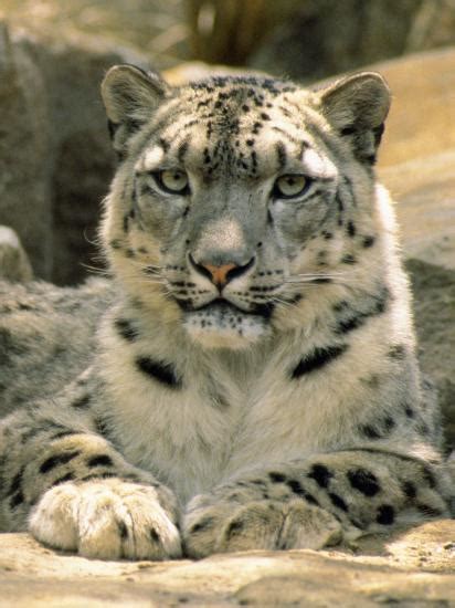 Frontal Portrait Of A Snow Leopards Face Paws And