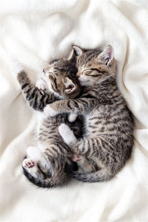 Two Small Striped Domestic Kittens Sleeping Hugging Each Other At Home Lying On Bed White