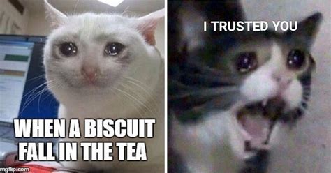 10 Heart Touching Crying Cat Memes That Make You Sad And Cry Cats My Life