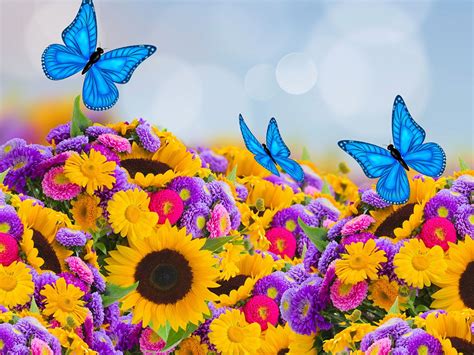 Sunflowers And Butterflies Wallpapers On Wallpaperdog