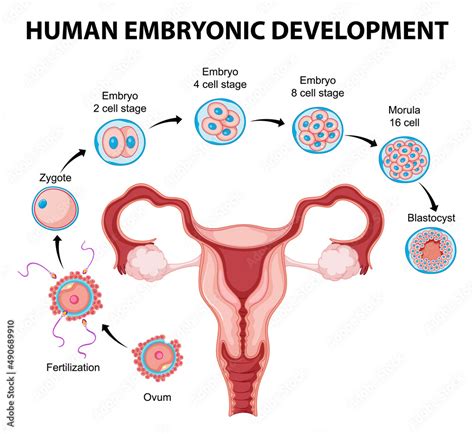 Human Embryonic Development In Human Infographic Stock Vector Adobe Stock