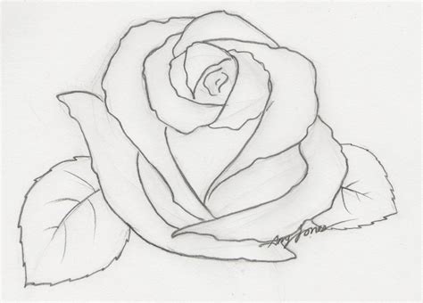 Open Rose Drawing At Explore Collection Of Open