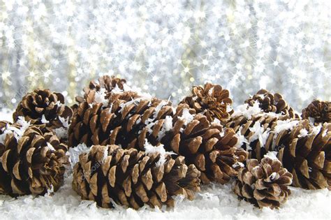 Snow Covered Pine Cones Stock Photo By ©kaphotokevm1 4448878