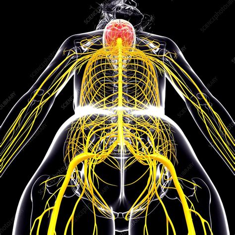 Female Nervous System Artwork Stock Image F0072182 Science