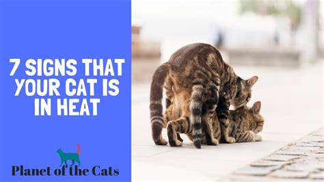 Signs That Your Female Cat Is In Heat How To Tell If Your Cat Is In Heat Youtube