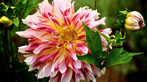 Dahlias Wallpapers High Quality Download Free