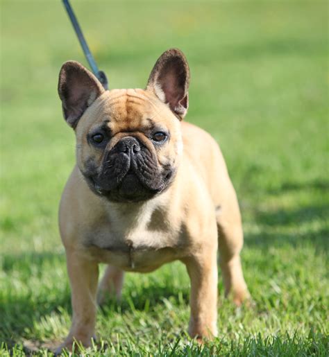Bouledogue or bouledogue français) is a breed of domestic dog, bred to be companion dogs. French Bulldog - UFAW