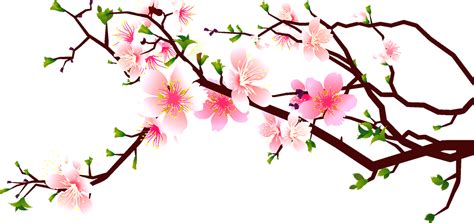 Clipart Of Cherry Blossom 10 Free Cliparts Download Images On