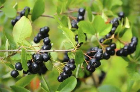 Learn Michigan Wild Berry Plant Identification How To Guides Tips