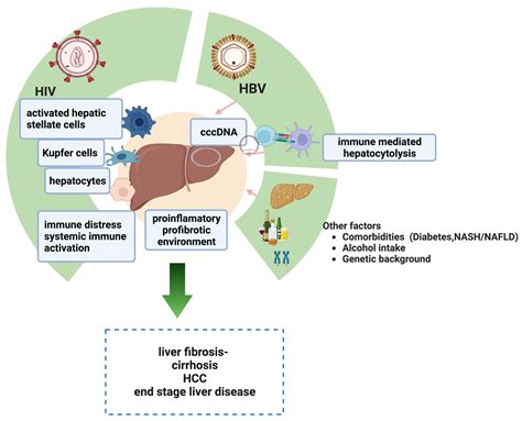 Biomedicines Free Full Text Hiv Hbv Coinfection—current Challenges