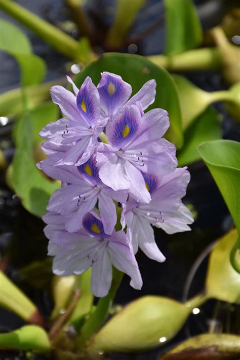 Water Hyacinth (Eichhornia crassipes) in Denver Arvada Wheat Ridge Golden Lakewood Colorado CO ...