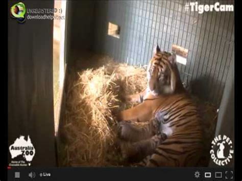 Tiger Cubs Nursing And Baths Sept Youtube