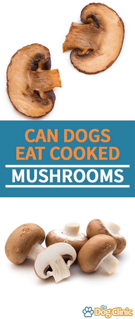 Check spelling or type a new query. Can Dogs Eat Cooked Mushrooms? QUICK ANSWER