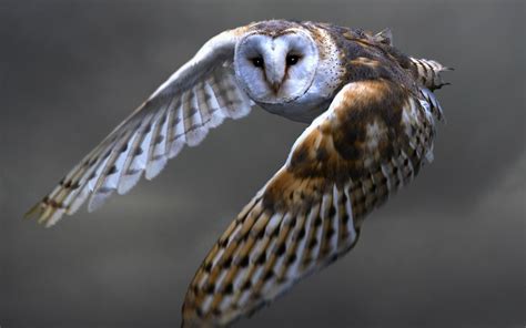 Wallpaper Owl Flying Barn Owl Wings 1920x1200 Hd Picture Image