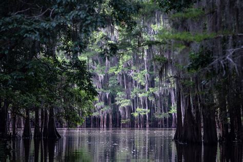 The Worlds Largest Cypress Forest Is Located Right Here In Small Town