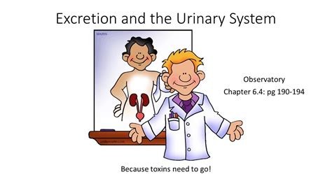 Excretion And The Urinary System Youtube