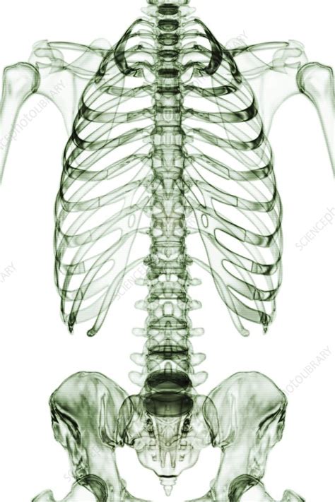 The Bones Of The Torso Artwork Stock Image C0200746 Science