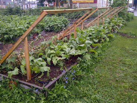 It isn't the simplest trellis i've mentioned but if you have your heart set on an obelisk, this could be the plan you've been waiting on. How do I build a cucumber grid? Shadowspalier This simple trellis system was des | Cucumber ...