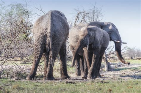 Afrikanische Elefanten African Bush Elephants Afrikanisc Flickr