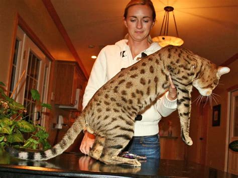 Even though it may be a cute and cuddly cub right now, within the year it will reach almost it's full size and will you will have to have a stainless steel squeeze cage that is capable of holding your cat at its max weight. Exotic Felines for Sale | Savannah Cat Breed