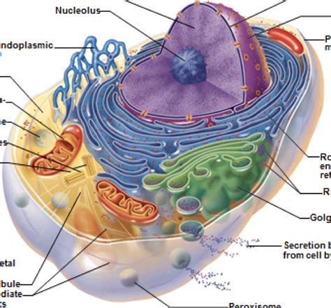 Chapter 1 Anatomy And Physiology The Cell Structure Diagram Quizlet