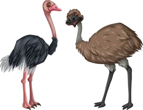 Best Emu Illustrations Royalty Free Vector Graphics And Clip Art Istock