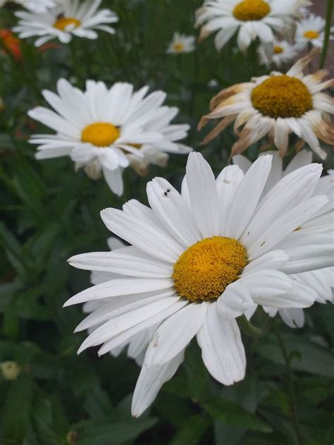 Pin By Jersey Shaw On Daisies Plants Daisy