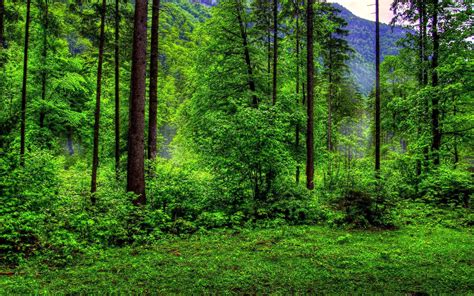 Download Green Forest Wallpaper Hd By Virginiawalker Green Forest