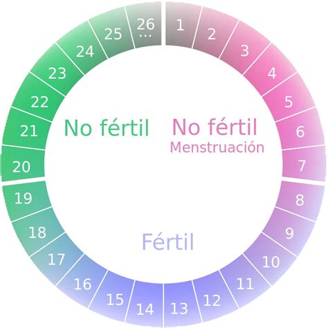 Ciclo Menstrual Fases Del Ciclo Menstrual Y D As F Rtiles
