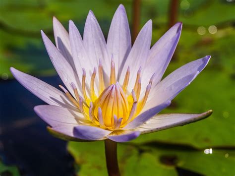 Beautiful Lotus Flower Free Stock Photo Public Domain Pictures