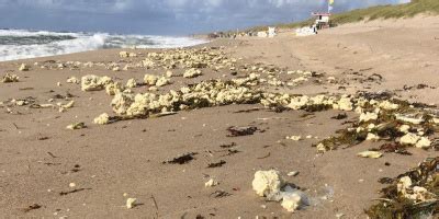 Nackedei Beach Fkk Auf Sylt In Kampen List Rantum Und Co