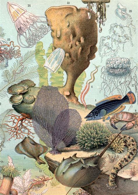 1897 Sea Creatures Antique Print Ocean Vintage Lithograph Etsy
