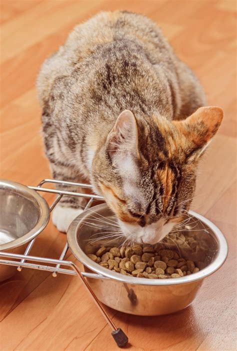 Best Cat Food Brands The Happy Cat Site