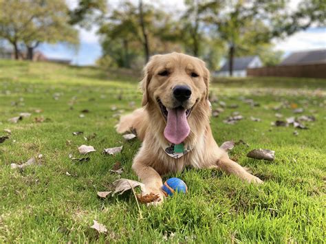 A Golden Retriever Laying In The Grass With His Tongue Hanging Out And