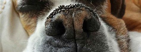 Dry Dog Nose Info From Crusty Dog Nose To Nasal Hyperkeratosis