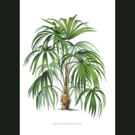 Sabal Palm Tree Fine Art Print