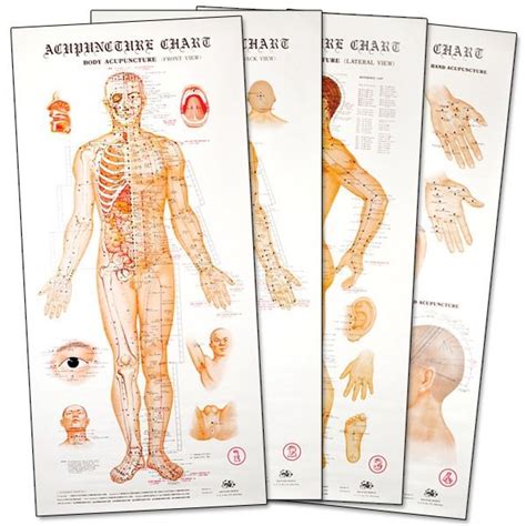 Acupuncture Wall Chart Posters Models And Charts Models Charts Books